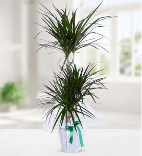 ÜÇLÜ DRACENA MARGİNATA